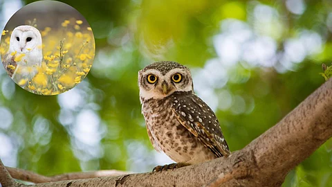 See Owl Is Sign Of Positivity