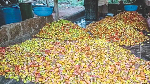 Cashew Production