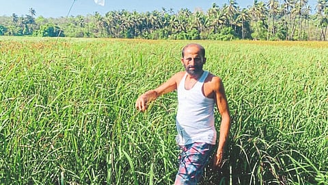 Cultivation of black rice