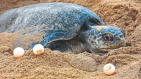 Turtle Conservation Campaign