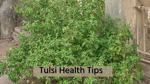 Tulsi Health Tips