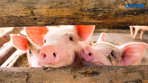 pigs