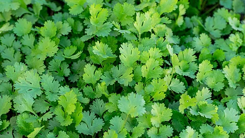 Coriander Benefits