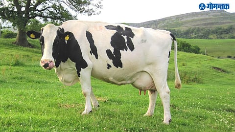 Chinese Super Cow