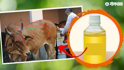 Cow Urine