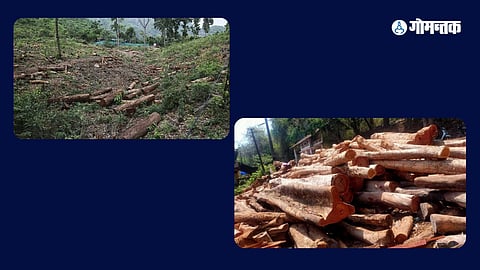 Massive number of trees cut in forests near Canacona