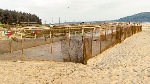 Turtle Conservation Campaign