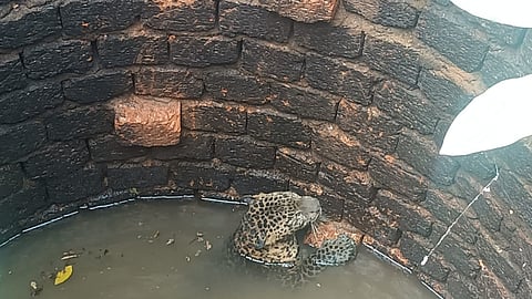 Goa Leopard Rescued