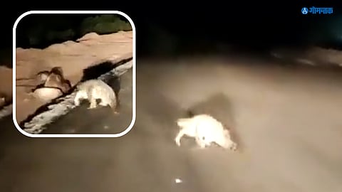 Margao Crocodile Video