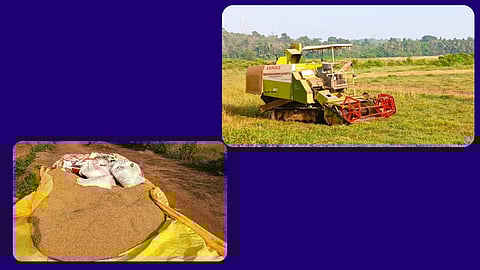 Rice harvesting by machine