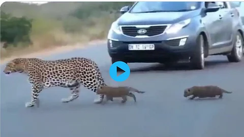 Leopard Viral Video
