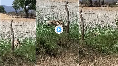Cheetah Video