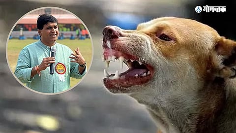 Stray Dog Attack in Goa