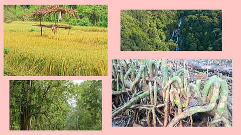 Biodiversity