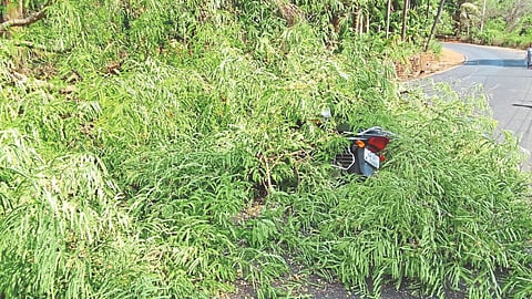A Tamarind Branch Fell On A Moving Bike