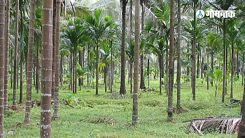 Goa Kulagar Farming in danger due to lack of irrigation