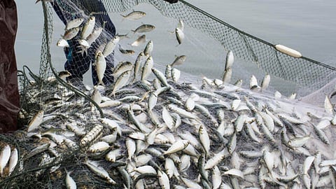 Illegal Fishing in Goa