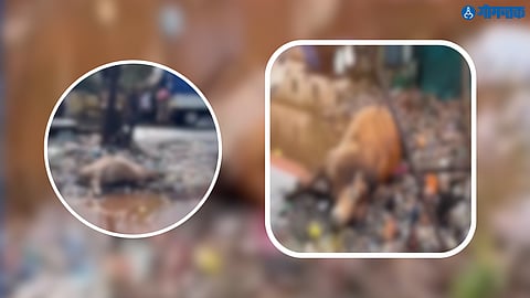 Cow dies of eloctrocution at Porvorim