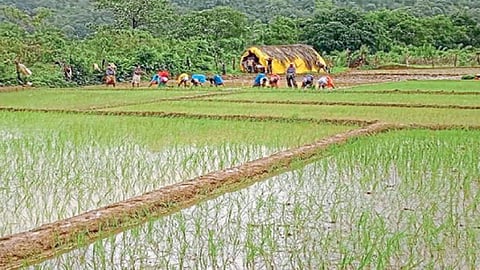 Agriculture