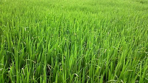 Goa Agriculture