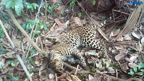 Dead leopard found at Tishem Borim