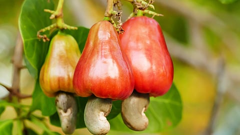 Cashew