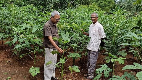 Environmentalist Rajendra Kerkar with Madhu Gavkar while inspecting Lady Finger at Khandala. Goa August 21, 2021