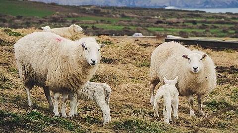 Jordan-Saudi Arabia Sheep Trade