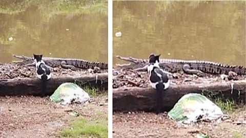 Crocodile in Vaddem Vasco