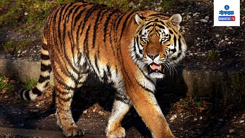 Goa Tiger Sanctuaries