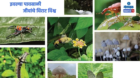 Monsoon Insect