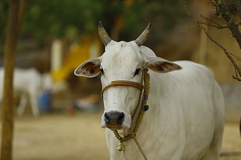 Indian Cow