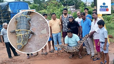 Crocodile Rescue in Vasco