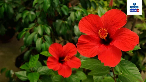 Gardening Tips: