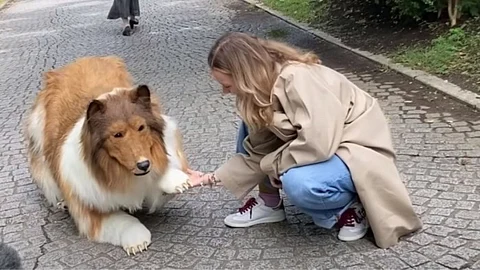 Human Dog