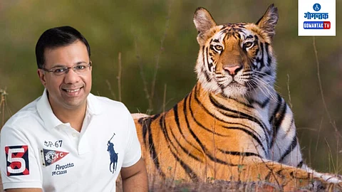 Tigers in Goa Forests