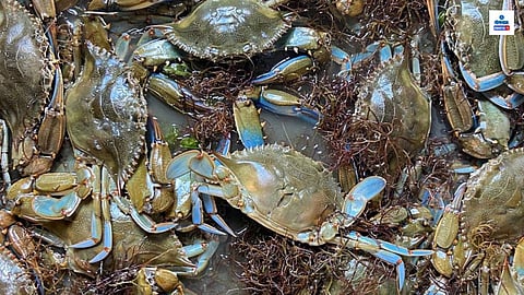 Italian Government Decided to Spend Rs 26 Crore to Combat Blue Crabs.