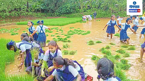 Black Rice Production