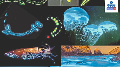 Deep Sea Bioluminescence