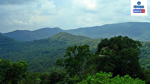Mhadai Forest