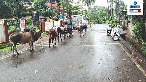 Stray Cattle In Sattari