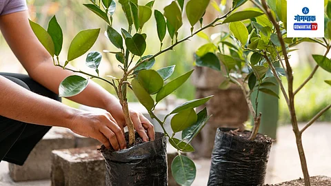 Vastu Tips For Plants