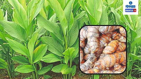Turmeric Production