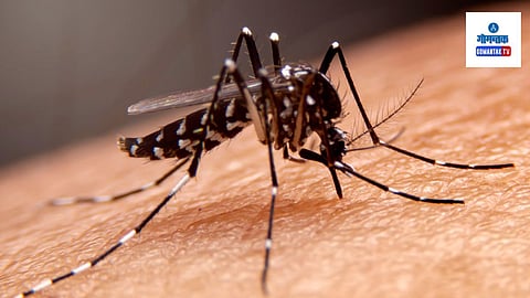 Healthy Food For Dengue Fever:
