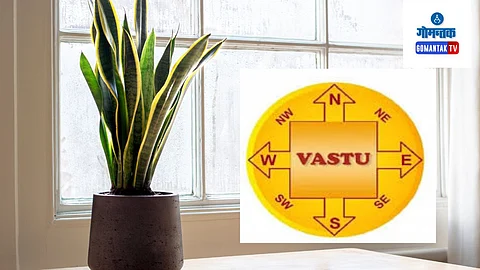 Snake Plant Vastu Tips