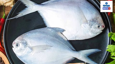 Silver Pomfret Maharashtra State Fish: