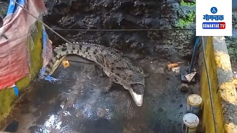 Crocodile Caught in Baina