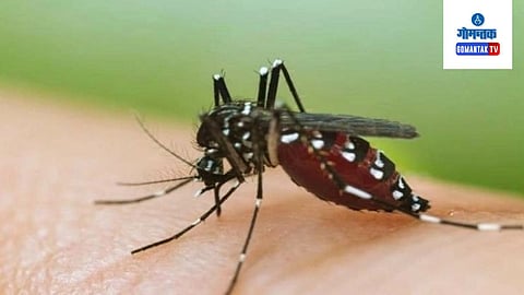 Dengue In Goa