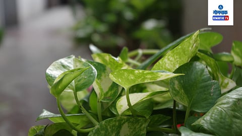 Vastu Tips for money