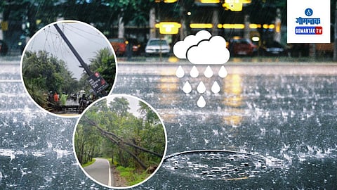 Tree Collapsed On Mopa Road
